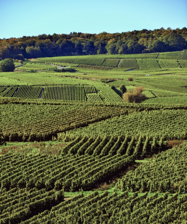 Vignoble Champagne Vautrain-Paulet